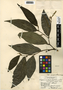 Piper jacquemontianum Kunth, Belize, P. H. Gentle 2359, F